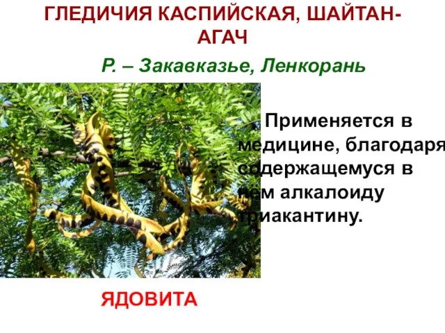 ГЛЕДИЧИЯ КАСПИЙСКАЯ, ШАЙТАН-АГАЧ Р. – Закавказье, Ленкорань Применяется в медицине,