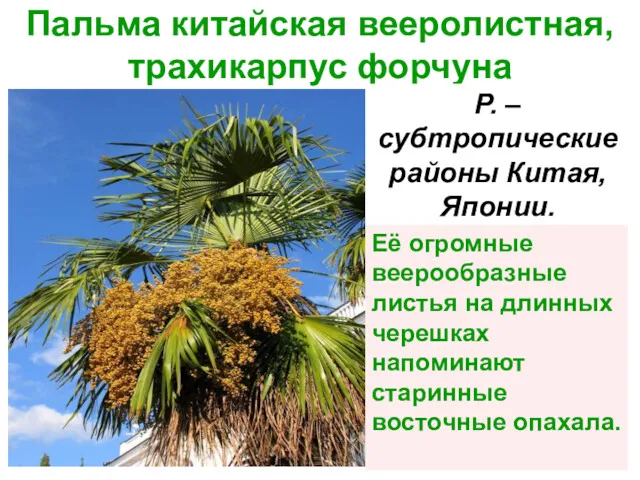 Пальма китайская вееролистная, трахикарпус форчуна Р. – субтропические районы Китая,