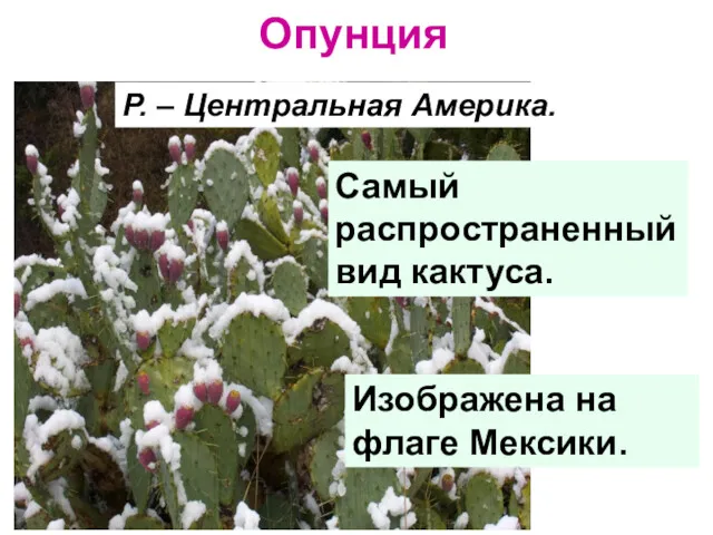 Опунция Р. – Центральная Америка. Самый распространенный вид кактуса. Изображена на флаге Мексики.