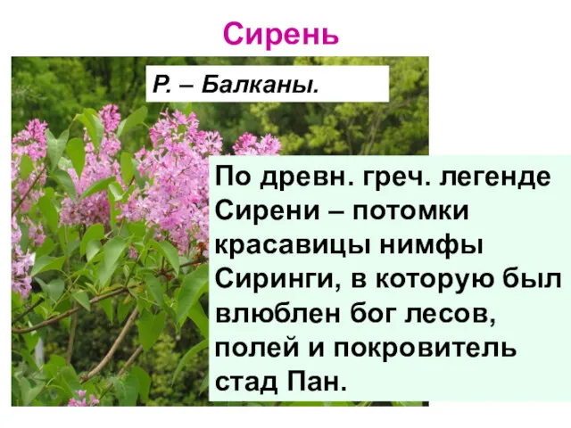 Сирень Р. – Балканы. По древн. греч. легенде Сирени –