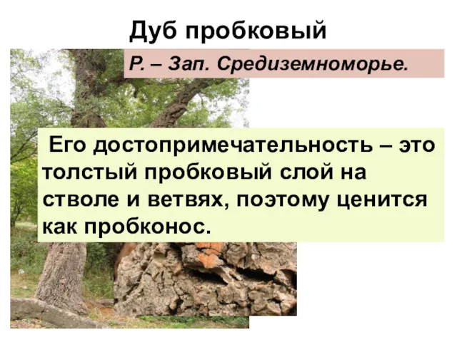 Дуб пробковый Р. – Зап. Средиземноморье. Его достопримечательность – это