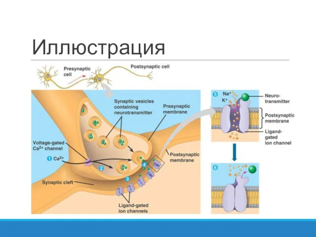 Иллюстрация