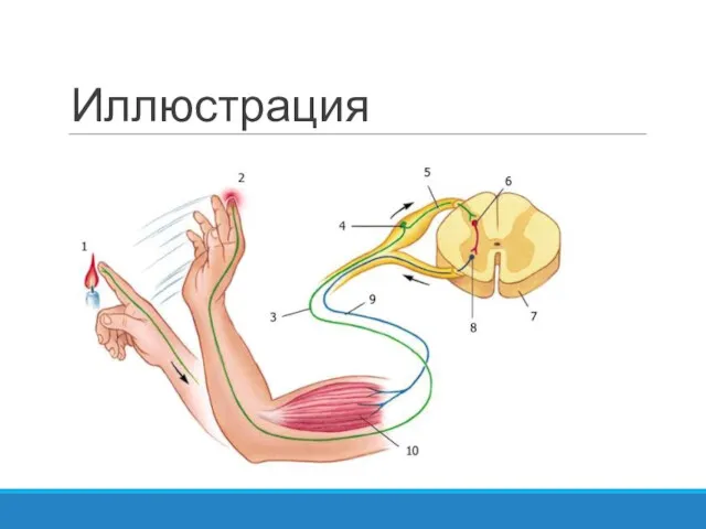 Иллюстрация