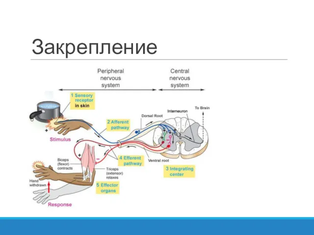 Закрепление