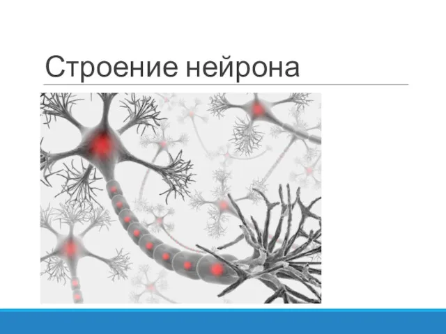 Строение нейрона