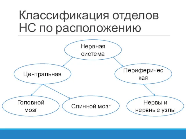 Классификация отделов НС по расположению Нервная система Центральная Периферическая Головной