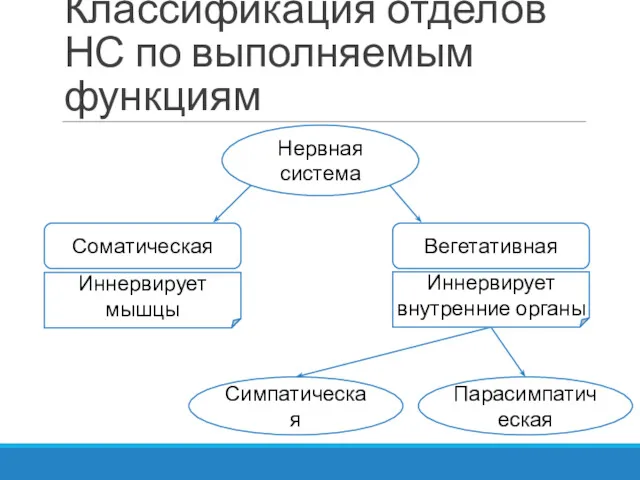 Классификация отделов НС по выполняемым функциям Нервная система Соматическая Вегетативная