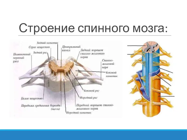 Строение спинного мозга: