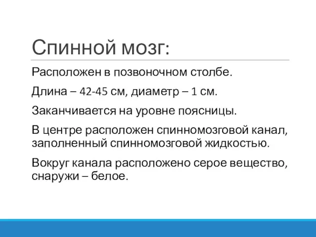 Спинной мозг: Расположен в позвоночном столбе. Длина – 42-45 см,