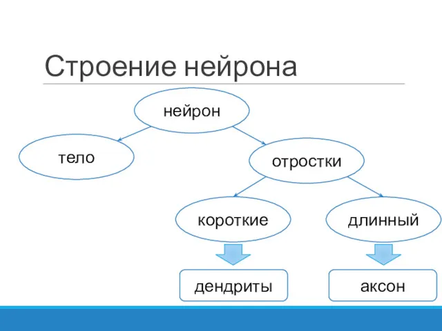 Строение нейрона нейрон тело отростки короткие длинный дендриты аксон