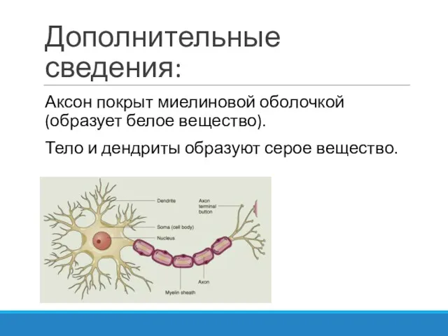 Дополнительные сведения: Аксон покрыт миелиновой оболочкой (образует белое вещество). Тело и дендриты образуют серое вещество.