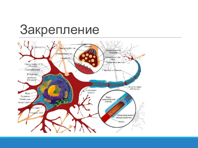 Закрепление