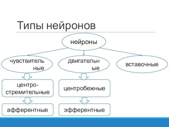 Типы нейронов нейроны чувствительные двигательные афферентные эфферентные вставочные центро-стремительные центробежные