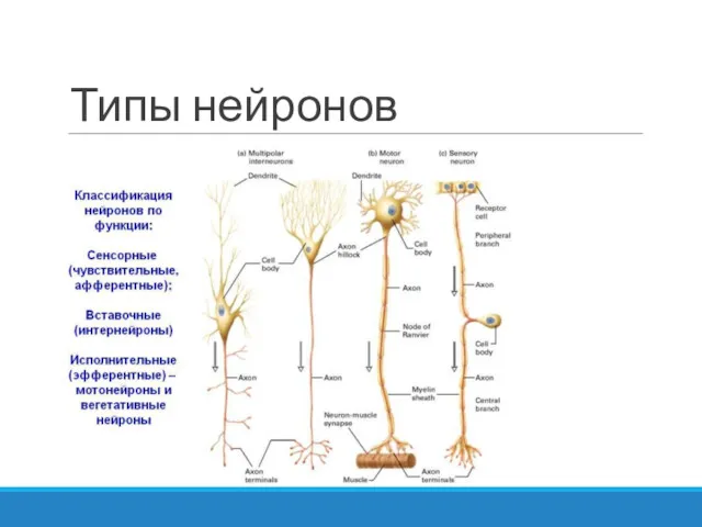 Типы нейронов