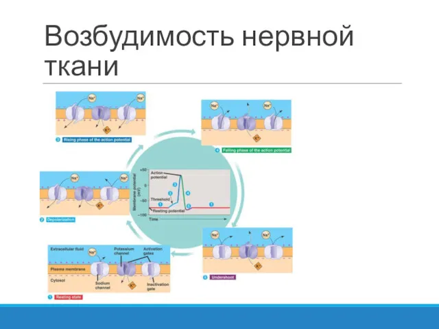 Возбудимость нервной ткани