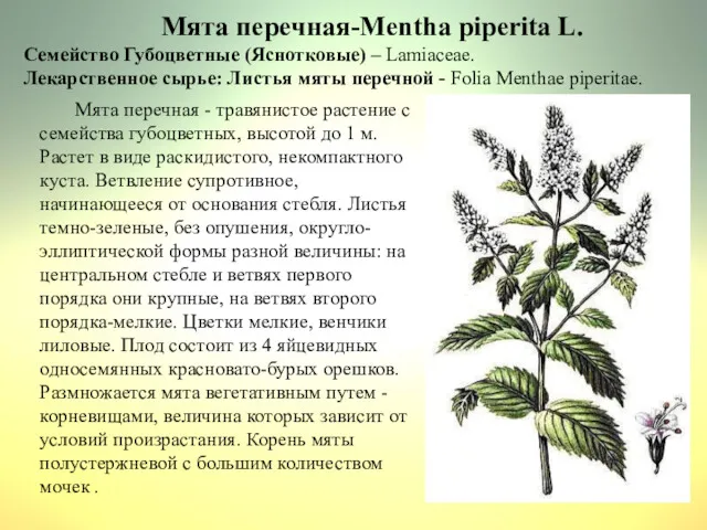 Мята перечная-Mentha piperita L. Семейство Губоцветные (Яснотковые) – Lamiaceae. Лекарственное