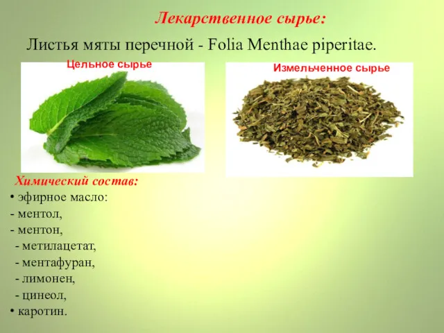 Лекарственное сырье: Листья мяты перечной - Folia Menthae piperitae. Химический