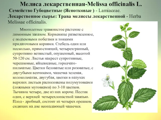 Мелиса лекарственная-Melissa officinalis L. Семейство Губоцветные (Яснотковые ) - Lamiaceae.