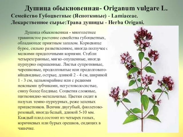 Душица обыкновенная- Origanum vulgare L. Семейство Губоцветные (Яснотковые) - Lamiaceae.