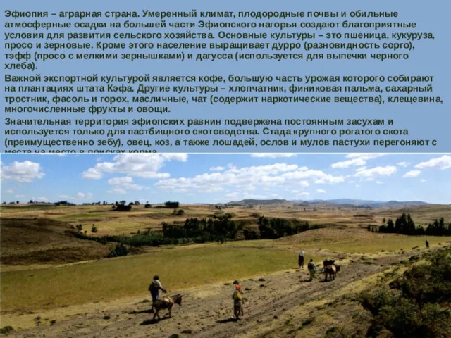 Эфиопия – аграрная страна. Умеренный климат, плодородные почвы и обильные атмосферные осадки на