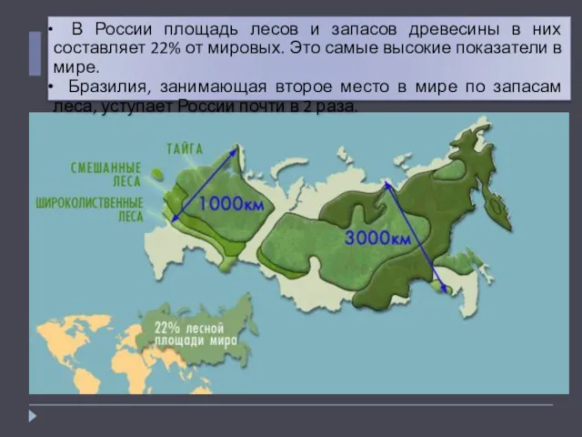 В России площадь лесов и запасов древесины в них составляет