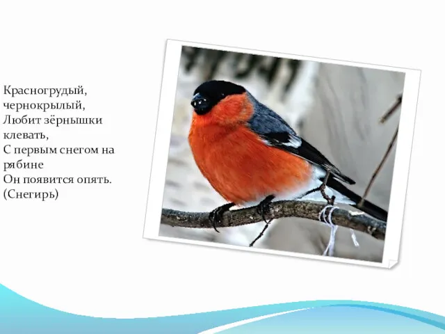 Красногрудый, чернокрылый, Любит зёрнышки клевать, С первым снегом на рябине Он появится опять. (Снегирь)