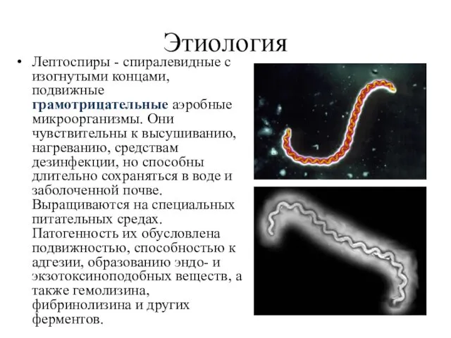 Этиология Лептоспиры - спиралевидные с изогнутыми концами, подвижные грамотрицательные аэробные микроорганизмы. Они чувствительны