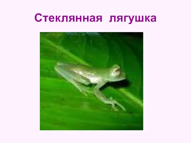 Стеклянная лягушка