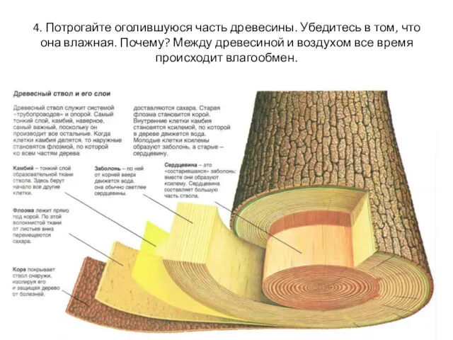 4. Потрогайте оголившуюся часть древесины. Убедитесь в том, что она