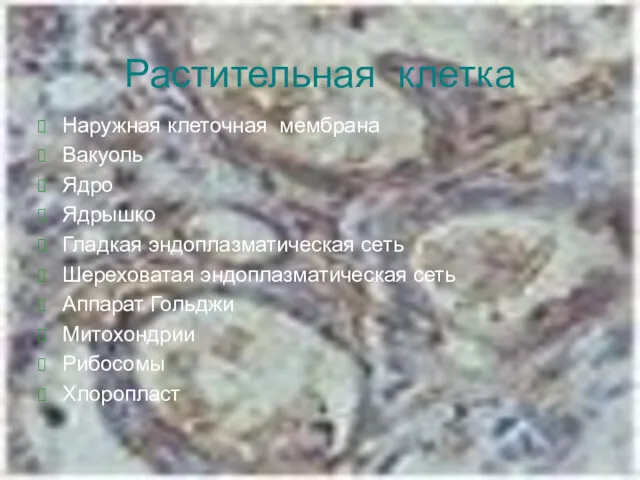 Растительная клетка Наружная клеточная мембрана Вакуоль Ядро Ядрышко Гладкая эндоплазматическая