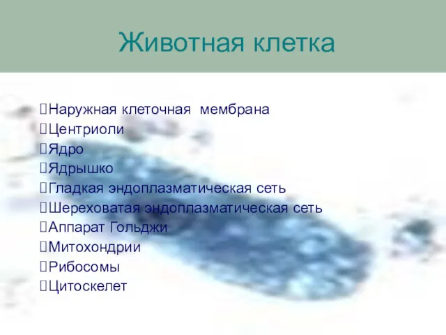 Животная клетка Наружная клеточная мембрана Центриоли Ядро Ядрышко Гладкая эндоплазматическая