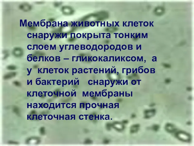 Мембрана животных клеток снаружи покрыта тонким слоем углеводородов и белков