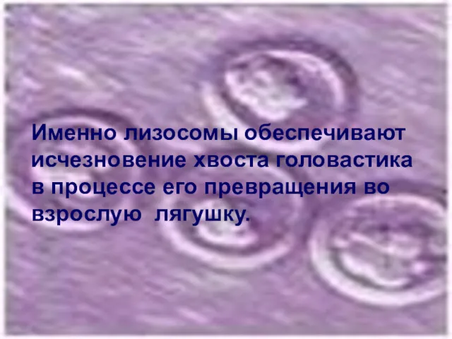 Именно лизосомы обеспечивают исчезновение хвоста головастика в процессе его превращения