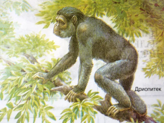Кто он – наш предок? Самым древним предком человека и современной обезьяны считается