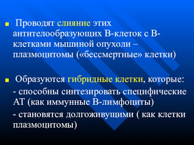 Проводят слияние этих антителообразующих В-клеток с В-клетками мышиной опухоли –