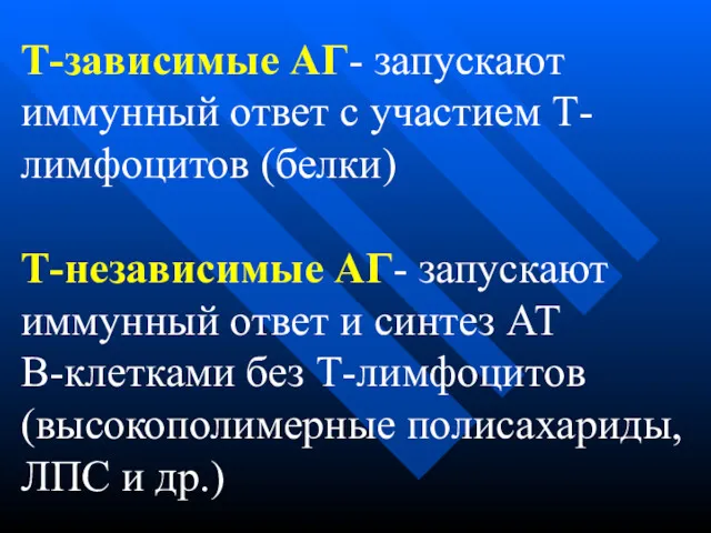 Т-зависимые АГ- запускают иммунный ответ с участием Т-лимфоцитов (белки) Т-независимые