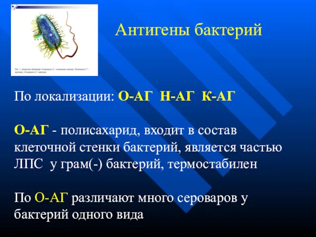 Антигены бактерий По локализации: О-АГ Н-АГ К-АГ О-АГ - полисахарид,