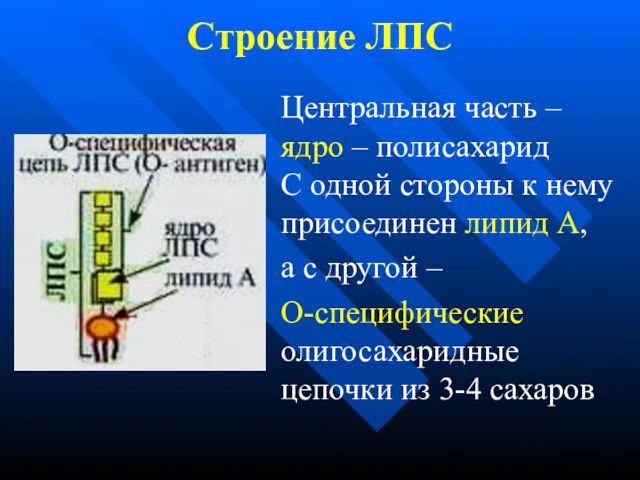 Строение ЛПС Центральная часть – ядро – полисахарид С одной