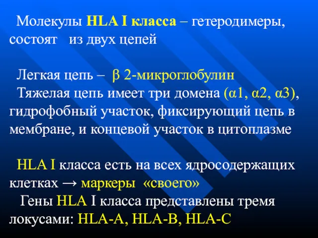 Молекулы HLA I класса – гетеродимеры, состоят из двух цепей