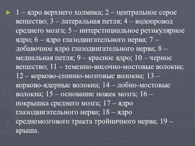 1 – ядро верхнего холмика; 2 – центральное серое вещество;