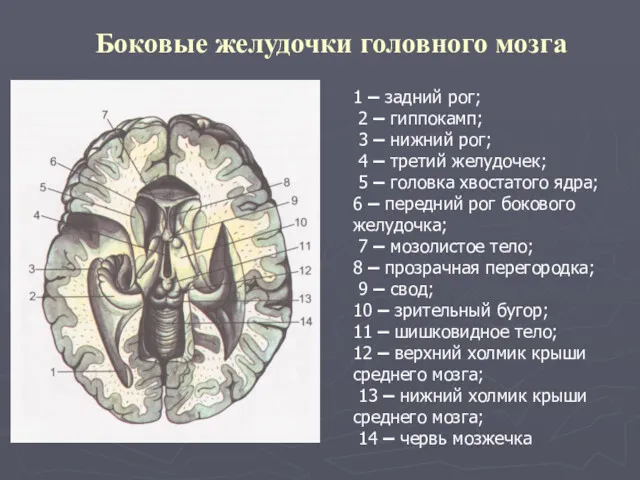 Боковые желудочки головного мозга 1 – задний рог; 2 –