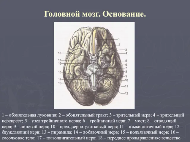 Головной мозг. Основание. 1 – обонятельная луковица; 2 – обонятельный