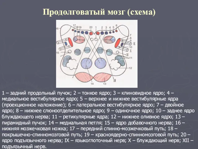 Продолговатый мозг (схема) 1 – задний продольный пучок; 2 –