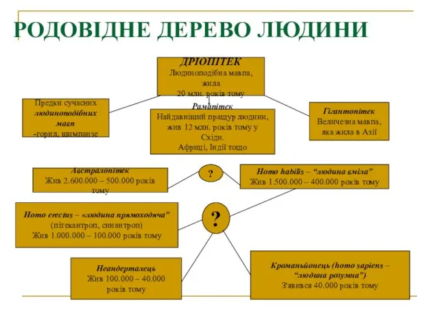 РОДОВІДНЕ ДЕРЕВО ЛЮДИНИ ДРІОПІТЕК Людиноподібна мавпа, жила 20 млн. років тому Предки сучасних