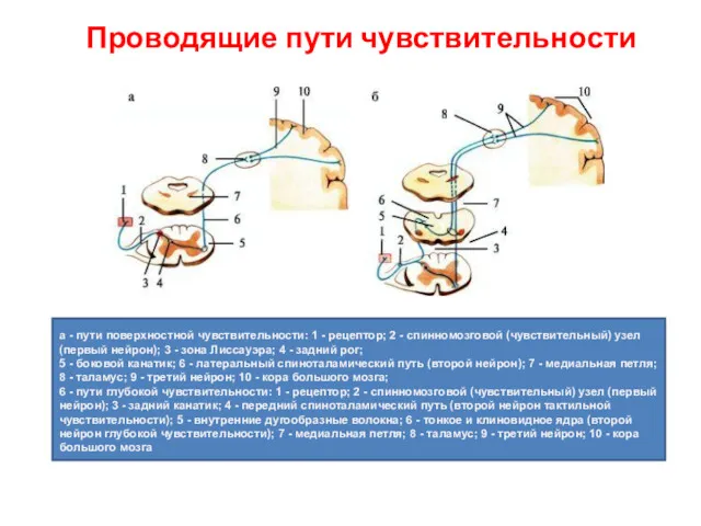 Проводящие пути чувствительности а - пути поверхностной чувствительности: 1 -