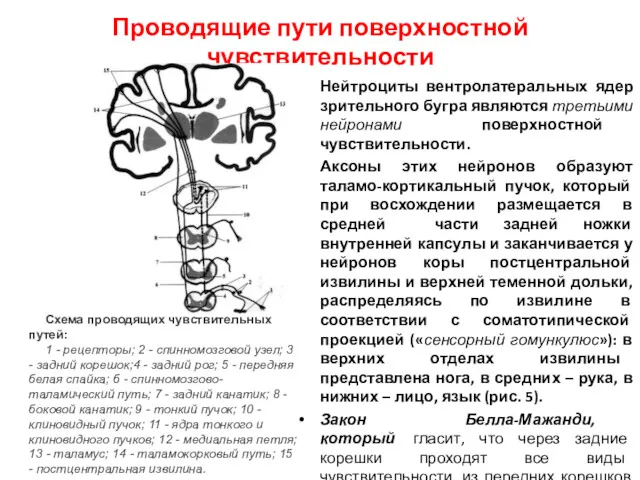 Нейтроциты вентролатеральных ядер зрительного бугра являются третьими нейронами поверхностной чувствительности.