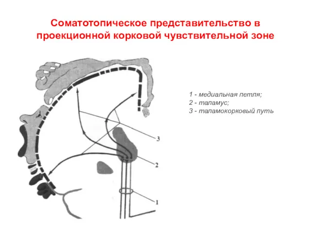 Соматотопическое представительство в проекционной корковой чувствительной зоне 1 - медиальная