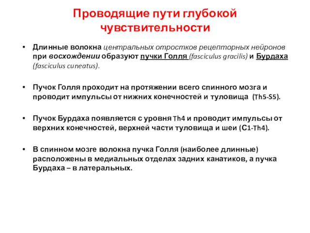 Длинные волокна центральных отростков рецепторных нейронов при восхождении образуют пучки