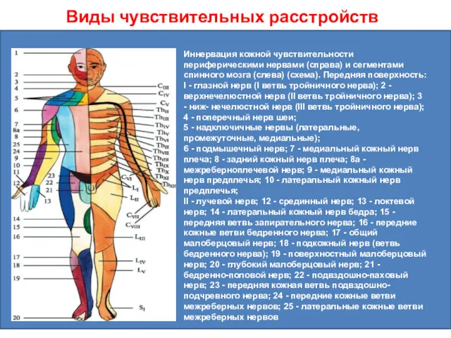 Виды чувствительных расстройств Иннервация кожной чувствительности периферическими нервами (справа) и