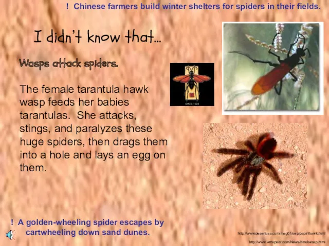 Wasps attack spiders. The female tarantula hawk wasp feeds her babies tarantulas. She